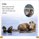 DK Super Readers Level 1 Sea Otters Preview 2