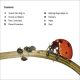 DK Super Readers Level 2 Bugs and Us Preview 1