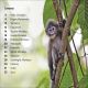 DK Super Readers Level 1 Monkeys Preview 1