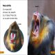 DK Super Readers Level 1 Monkeys Preview 2