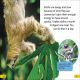 DK Super Readers Level 2 Sloths Preview 2