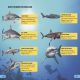 DK Super Readers Level 4 Shark: Apex Predator Preview 3