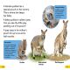 DK Super Readers Level 2 Quokkas Preview 2