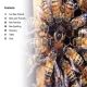 DK Super Readers Level 2 Amazing Bees Preview 1