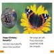 DK Super Readers Level 1 Becoming a Butterfly Preview 3