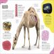 The Animal Body Book Preview 2