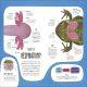 The Animal Body Book Preview 4