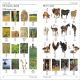 Mandarin Chinese English Bilingual Visual Dictionary Preview 3