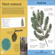 Quiz Yourself Clever! Trees of the World Preview 1