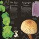 An Anthology of Fungi Preview 3