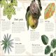 An Anthology of Fungi Preview 4