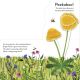 Pop-Up Peekaboo! Flower Preview 2