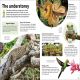 Eyewonder Rainforest Preview 2
