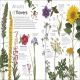 Eyewitness Plant Preview 2