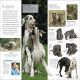 Eyewitness Dog Preview 1
