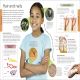 Human Body A Visual Encyclopedia Preview 3