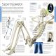 Human Body A Visual Encyclopedia Preview 4