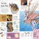Eyewitness Encyclopedia of Animals Preview 2