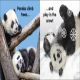 Baby Touch and Feel Panda Preview 3