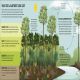 The Rainforest Book Preview 2