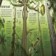 The Rainforest Book Preview 3