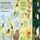 The Rainforest Book Preview 4