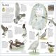 The Bird Atlas Preview 2
