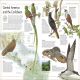 The Bird Atlas Preview 3