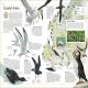 The Bird Atlas Preview 4