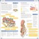 Eyewitness Workbooks Ancient Rome Preview 3