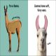 Baby Touch and Feel Llama Preview 1