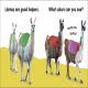 Baby Touch and Feel Llama Preview 2