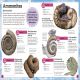 My Book of Fossils Preview 2
