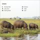 DK Super Readers Level 1 Animal Feeding Time Preview 1