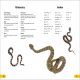 DK Super Readers Level 2 Snakes Slither and Hiss Preview 3