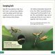 DK Super Readers Level 3 Spiders' Secrets Preview 3