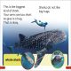 DK Super Readers Pre-Level Little Sharks Big Sharks Preview 3