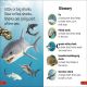 DK Super Readers Pre-Level Little Sharks Big Sharks Preview 4