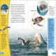 DK Super Readers Level 4 Shark: Apex Predator Preview 2