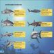 DK Super Readers Level 4 Shark: Apex Predator Preview 3