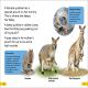 DK Super Readers Level 2 Quokkas Preview 2