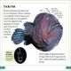 DK Super Readers Level 3 Deep-Sea Creatures Preview 2