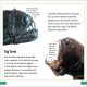 DK Super Readers Level 3 Deep-Sea Creatures Preview 3