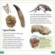 DK Super Readers Level 3 Fossils Preview 2