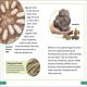 DK Super Readers Level 3 Fossils Preview 3
