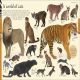 Animals: A Visual Encyclopedia (Second Edition) Preview 2