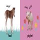 Baby Touch and Feel Baby Animals Preview 1
