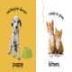 Baby Touch and Feel Baby Animals Preview 2