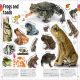 Our World in Pictures The Animal Book Preview 2