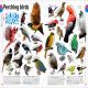 Our World in Pictures The Animal Book Preview 3